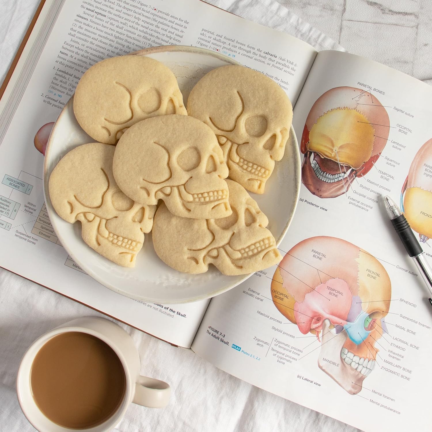 Cortador de galletas Anatómico Cráneo Humano, 1 pieza – Bakerlogy
