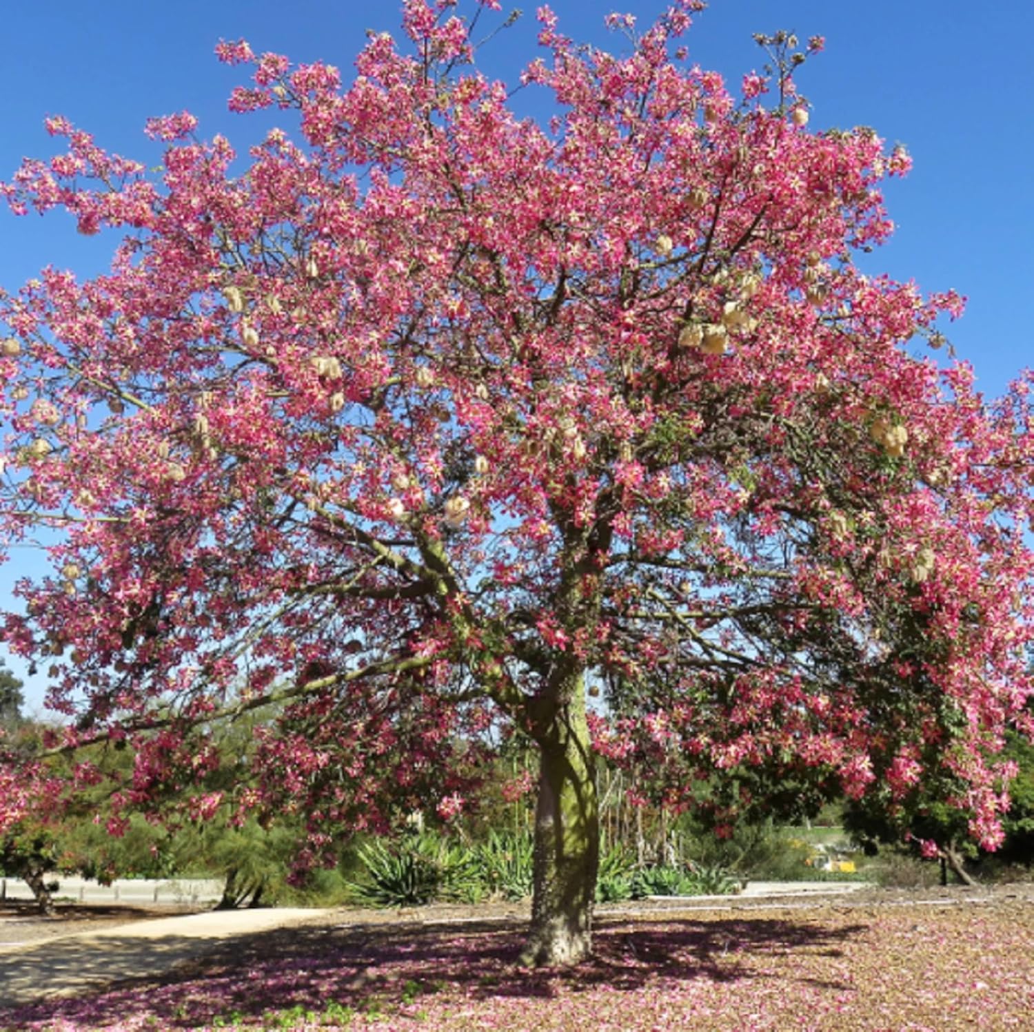 CHUXAY GARDEN Chorisia Speciosa Semillas para plantar hilo de seda Árbol 10 semillas de acento vistoso planta floración Árbol caducifolio llamativa