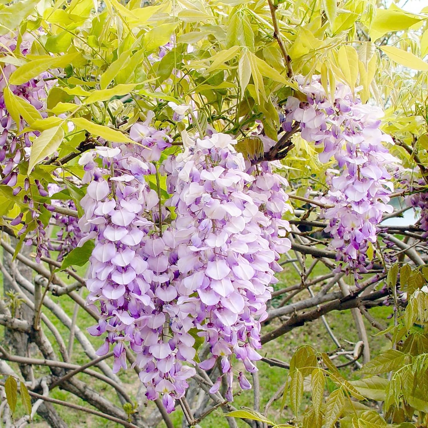 YEGAOL Garden – Semillas de glicina sinensis fragante trepador caducifolio atrae mariposas, ciervos, resistentes a la sequía, pérgolas, vallas para