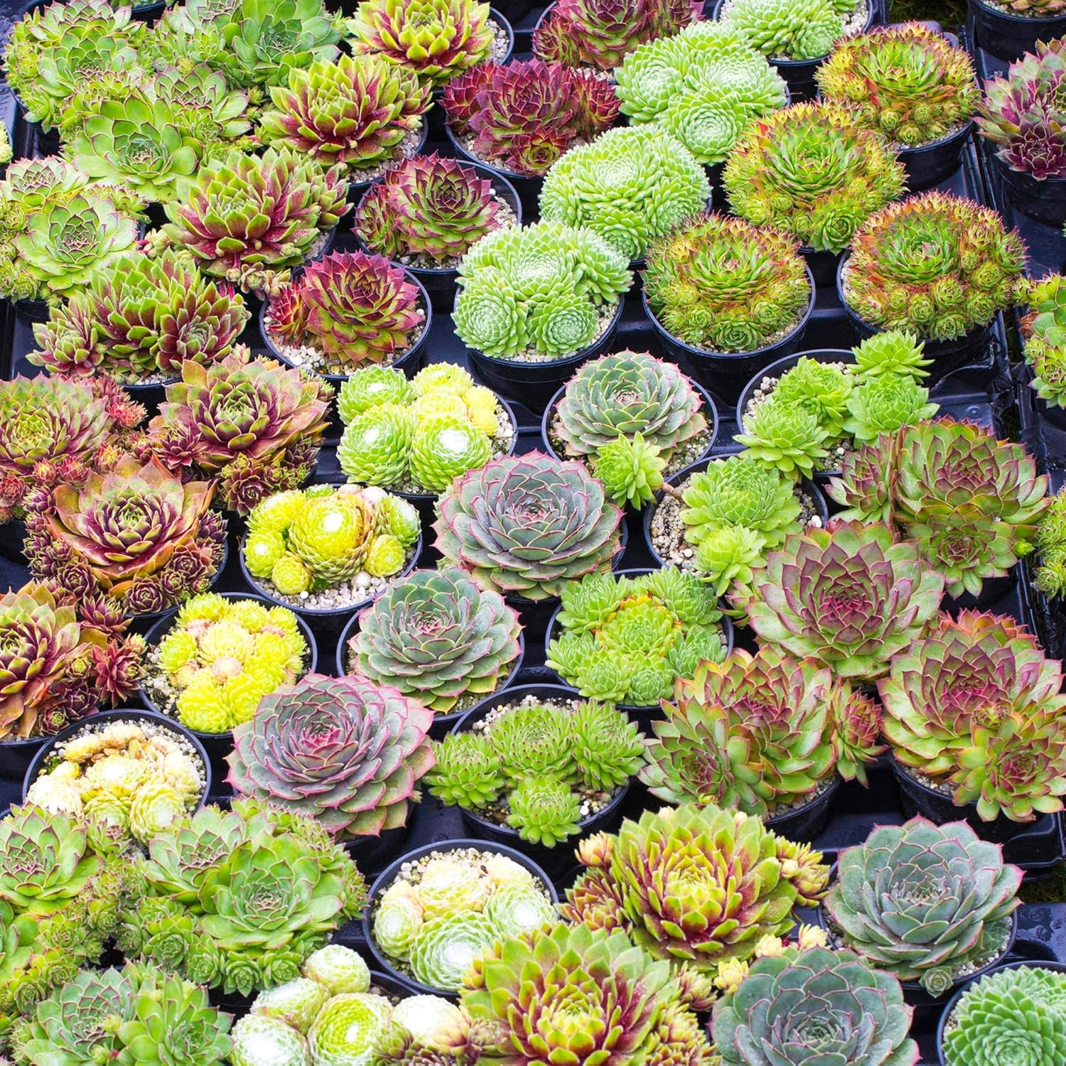 CHUXAY GARDEN Mezcla de semillas de plantas suculentas, 600 semillas que crece en solo semanas, gran bonsái de escritorio, fácil de cultivar