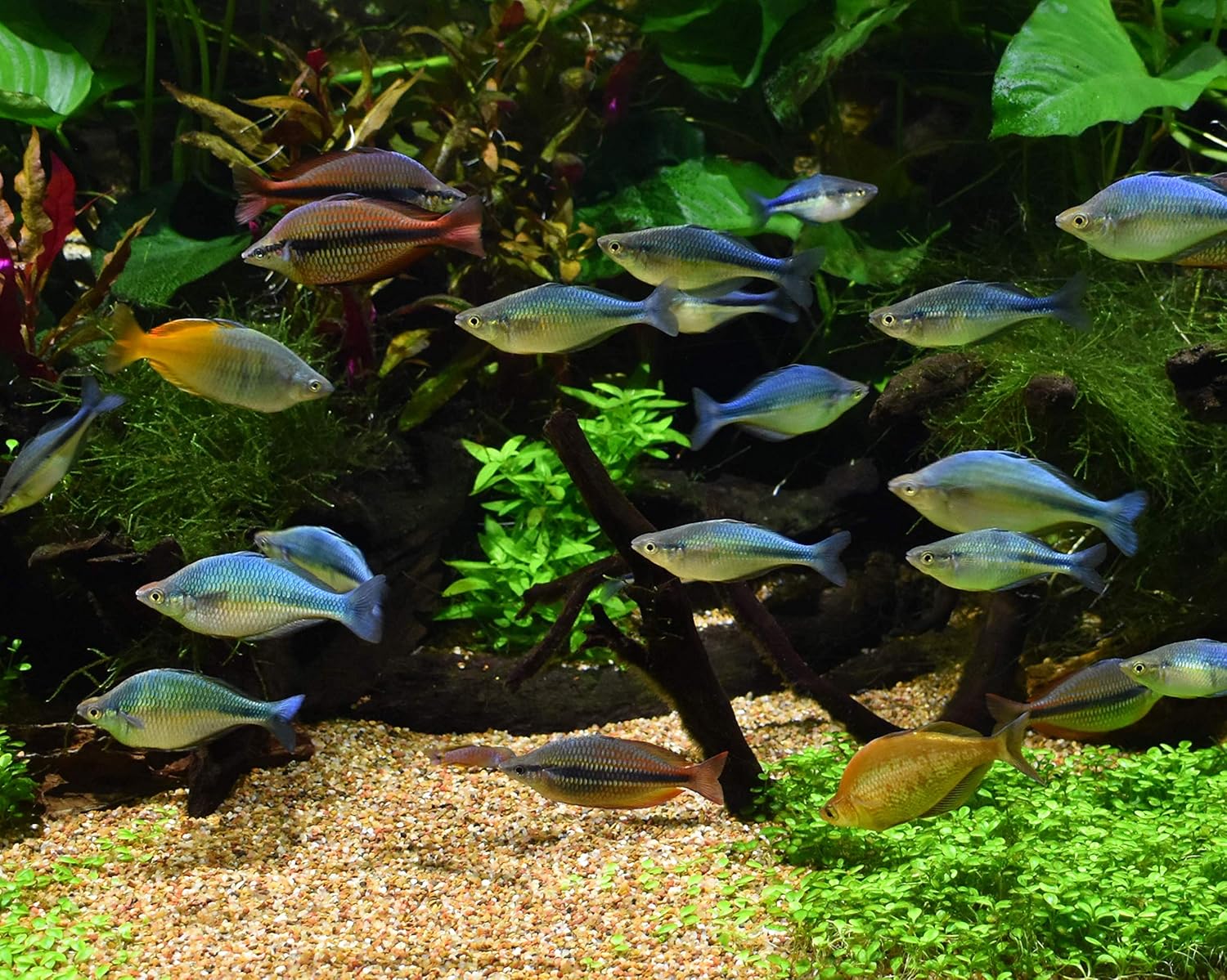 Tratamiento de acuario Seachem Pristine