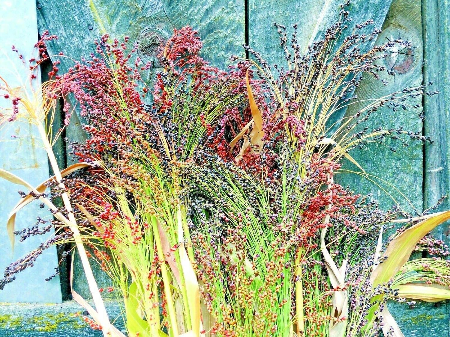 Escoba de semillas de maíz multicolor para manualidades, detalles para el hogar, dorado, rojo, bronce, morado, marrón, jocad (más de 100 semillas)