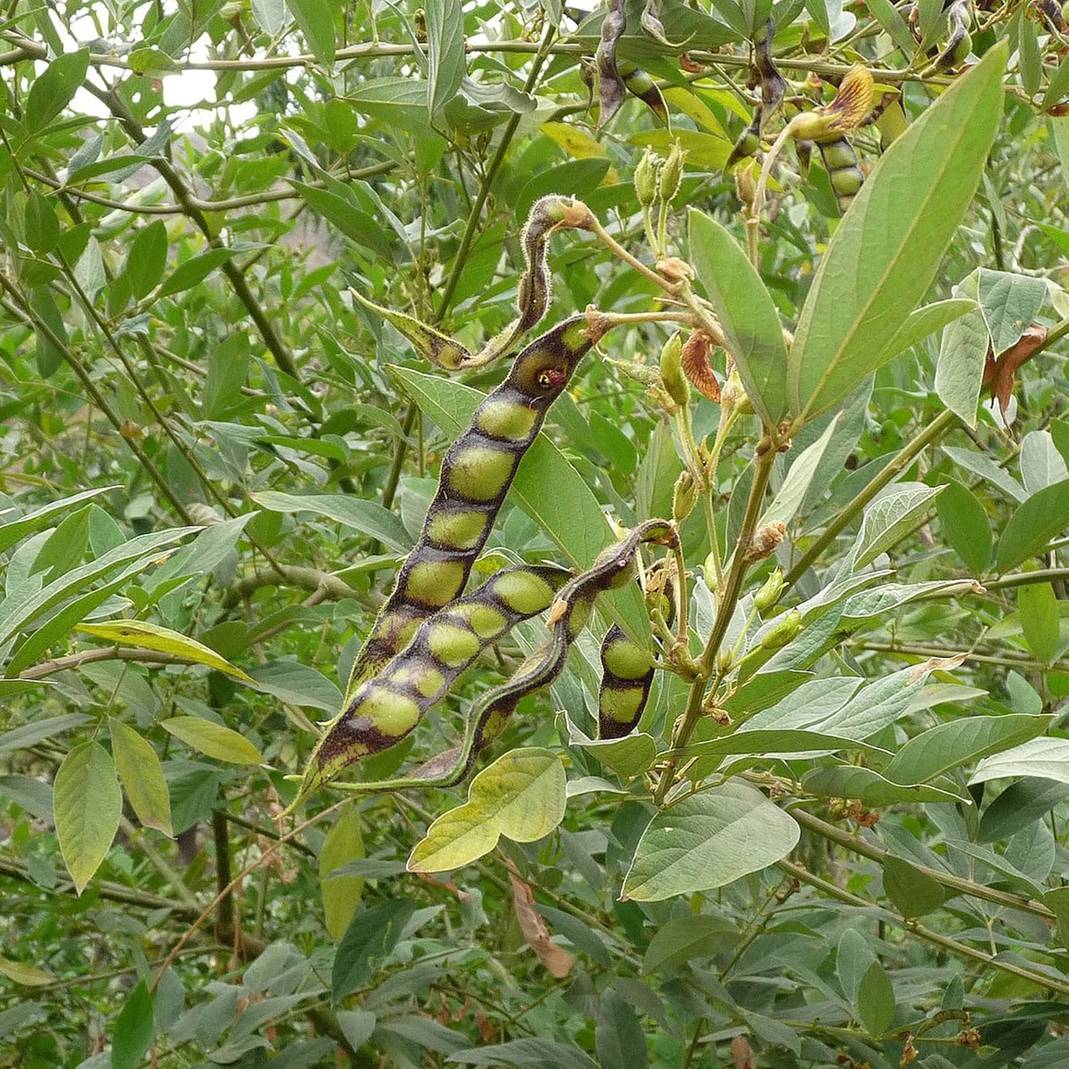 YEGAOL Garden – Semillas de cajún de cajún tolerantes a la sequía, fáciles de cultivar, orgánicas, sin OMG, cortavientos para exteriores, 10 piezas