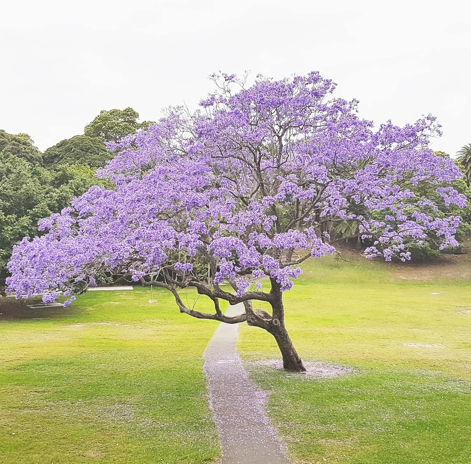 YEGAOL Garden – Semillas azules de jacaranda mimosifolia, impresionante árbol ornamental, flores azules vibrantes, tolerantes a la sequía, bajo