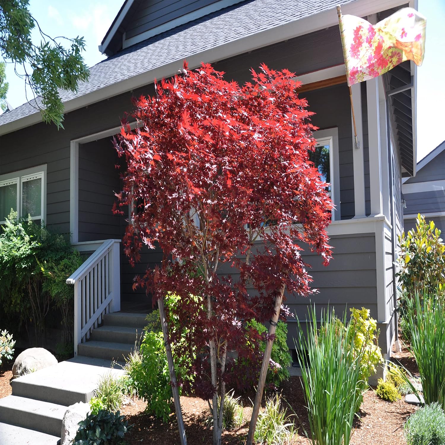 10 semillas de árbol de arce japonés Bloodgood, (Acer Palmatum), hoja de arce japonés de cinta roja, lóbulo palmeado. QAUZUY GARDEN