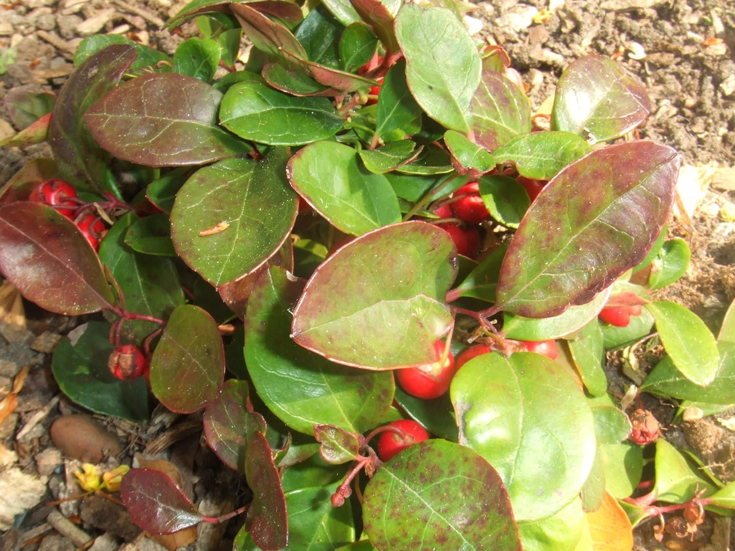 20 semillas de flores de hoja perenne de Gaultheria Procumbens de color verde invernalTEABERRY