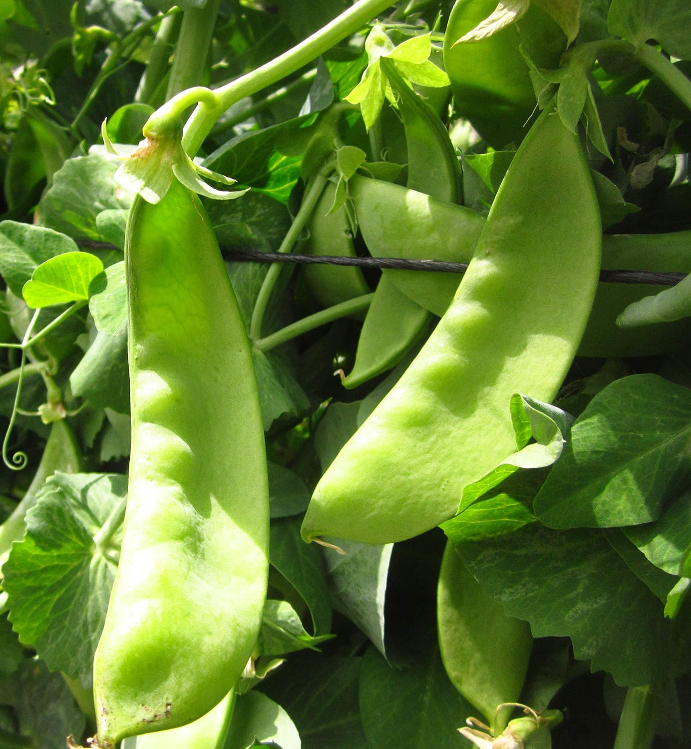 Semillas de guisantes de nieve gigantes de Oregon para plantar, más de 25 semillas de reliquia por paquete, semillas de jardín de Isla (semillas de
