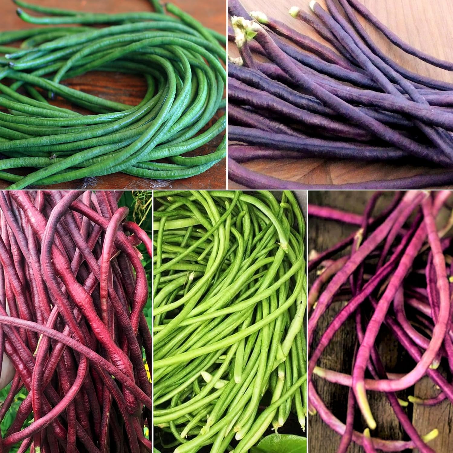 Semillas de frijol largo de 5 colores mixtos – Más de 90 unidades – para plantar 2025 morado, verde, rojo, rosa, blanco, mezcla de arco iris,