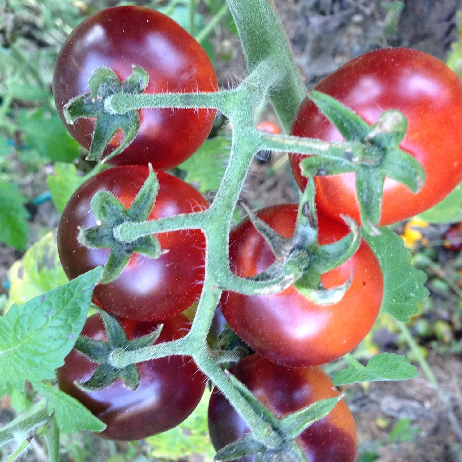 Wayland Chiles Semillas de tomate índigo (Bayas de oro)