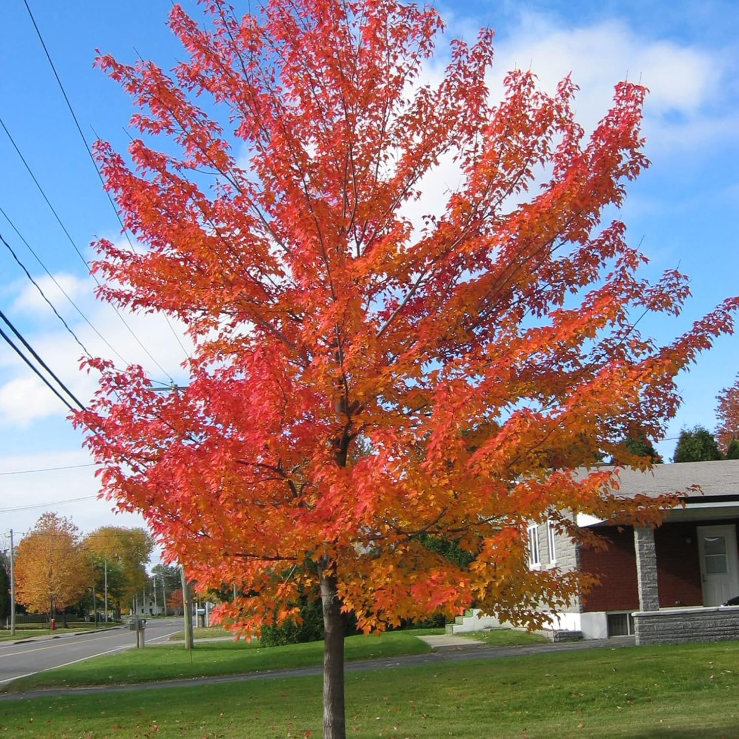 YEGAOL Garden – Semillas de árbol de arce rojo Acer Rubrum de bajo mantenimiento, fronteras ornamentales para exteriores, 120 semillas de árbol