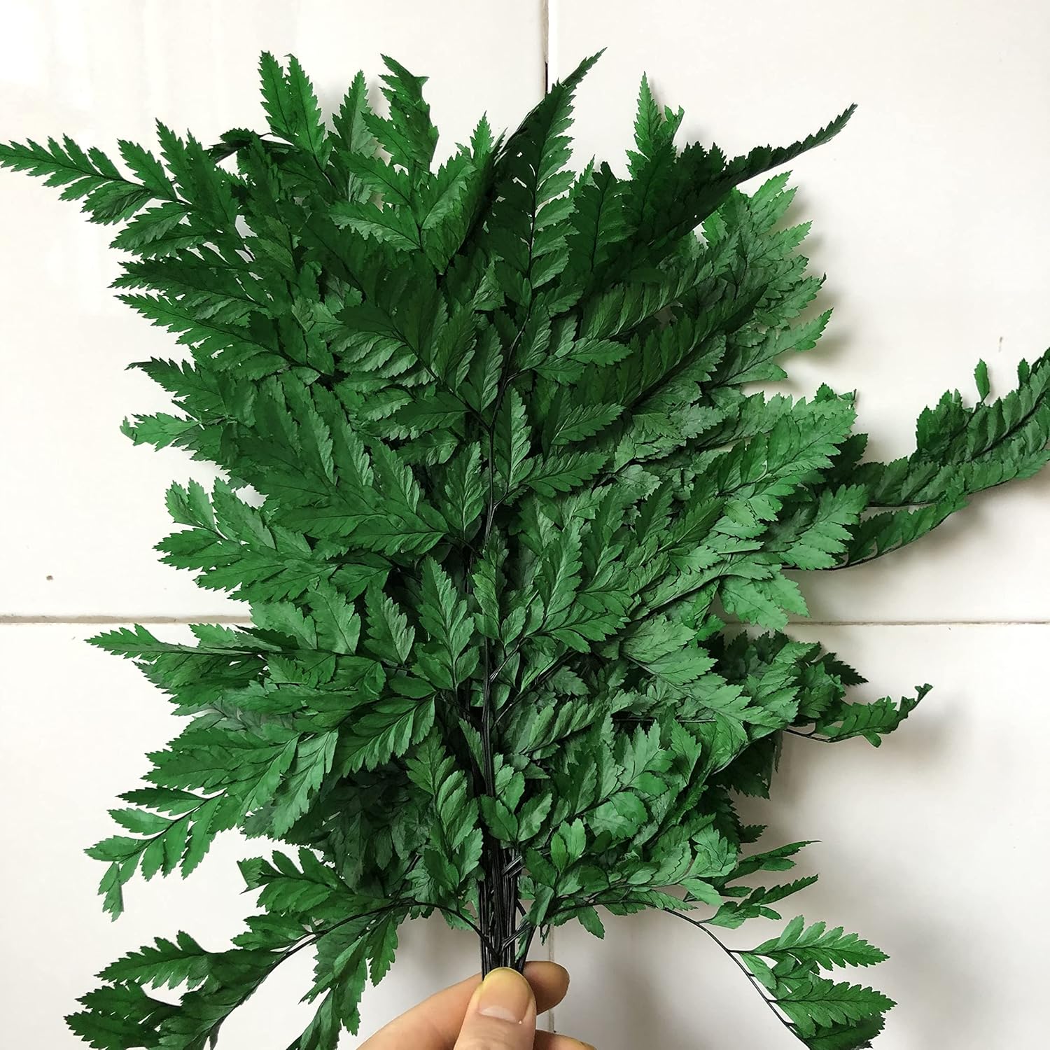 Helechos verdes reales preservados, puntas de helechos verdes secos, tallos, guirnaldas, decoraciones para el hogar, ramos de flores, arreglos