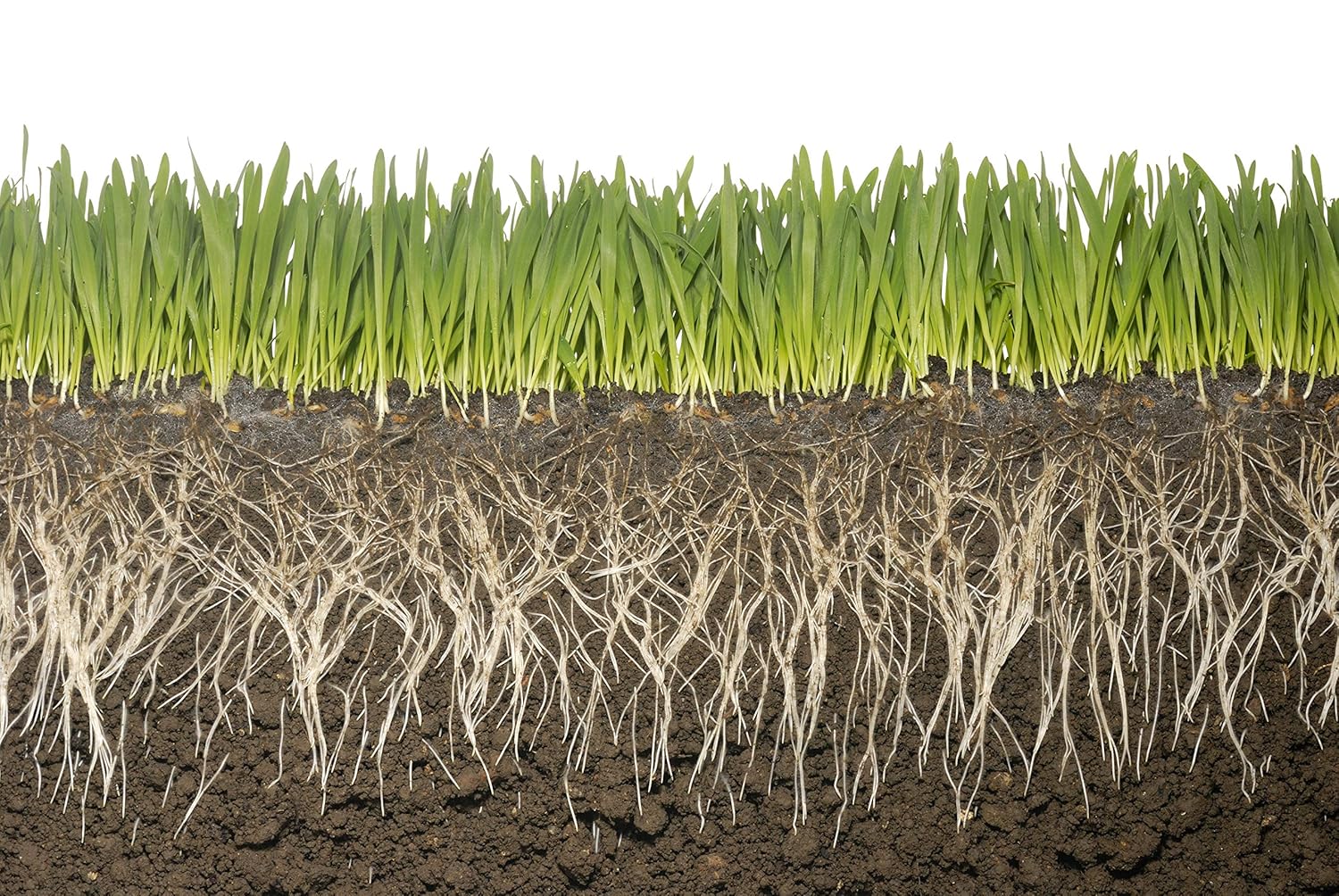 Trampa de humedad del suelo de 1 libra de potasio súper absorbente de polímero de gránulos de hidrogel Soil Vigor
