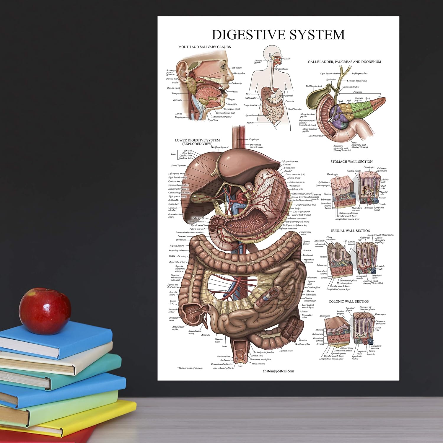 Palace Learning Cuadro anatómico laminado del sistema digestivo – Cartel de anatomía gastrointestinal 18″ x 24″