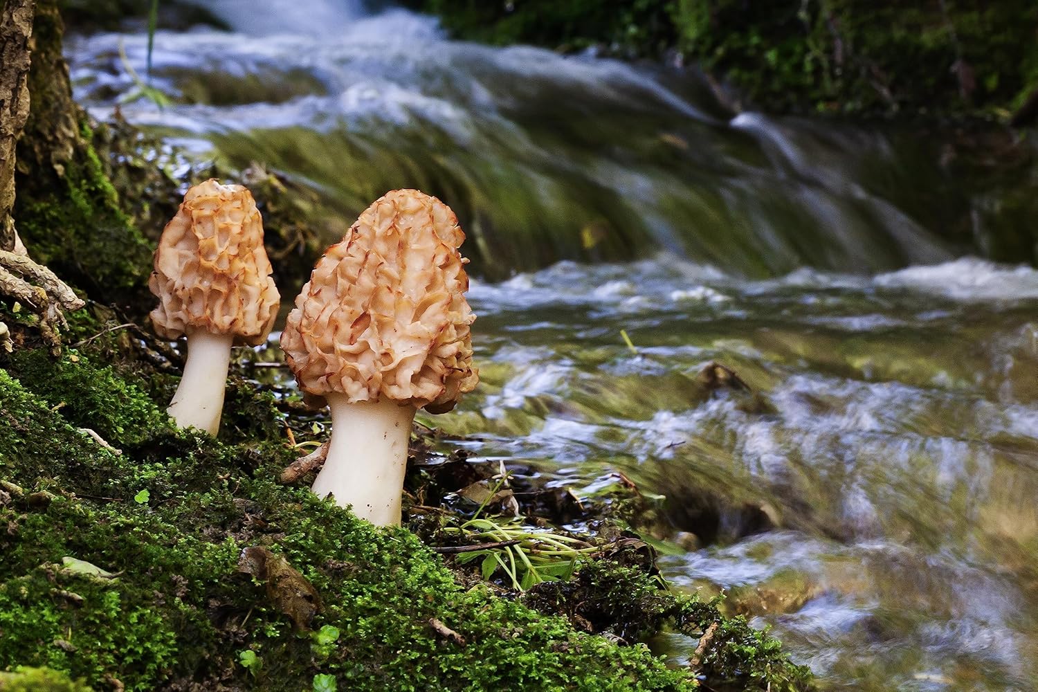 Polvo de hongos Morel europeo puro (Morchella esculenta) – Mejora tus delicias culinarias – 3.5 oz (100 g)