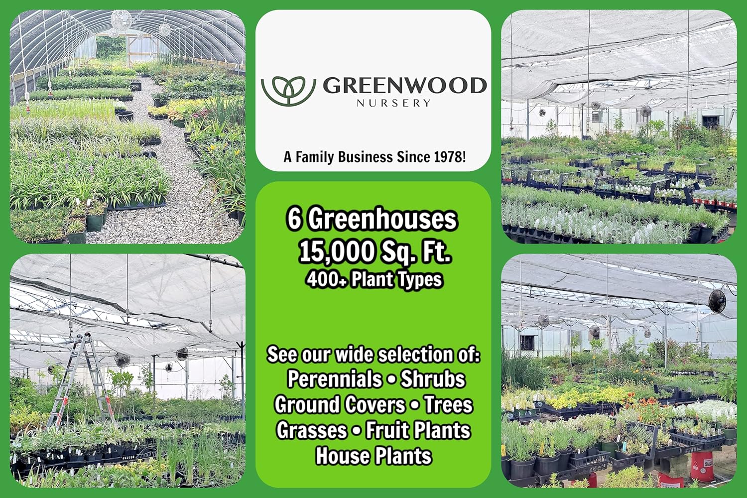 Greenwood Nursery Plantas arbustivas vivas – Arbusto ardiente enano + Euonymus Alatus – Cantidad 5 macetas de 3.5 pulgadas – (Haga clic para ver