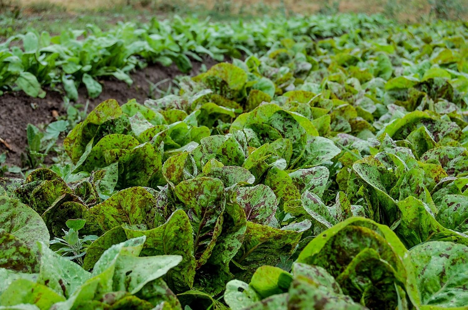 Pecas semillas de lechuga romana, más de 1000 semillas tradicionales por paquete, semillas de jardín de Isla (semillas de jardín de Isla), semillas
