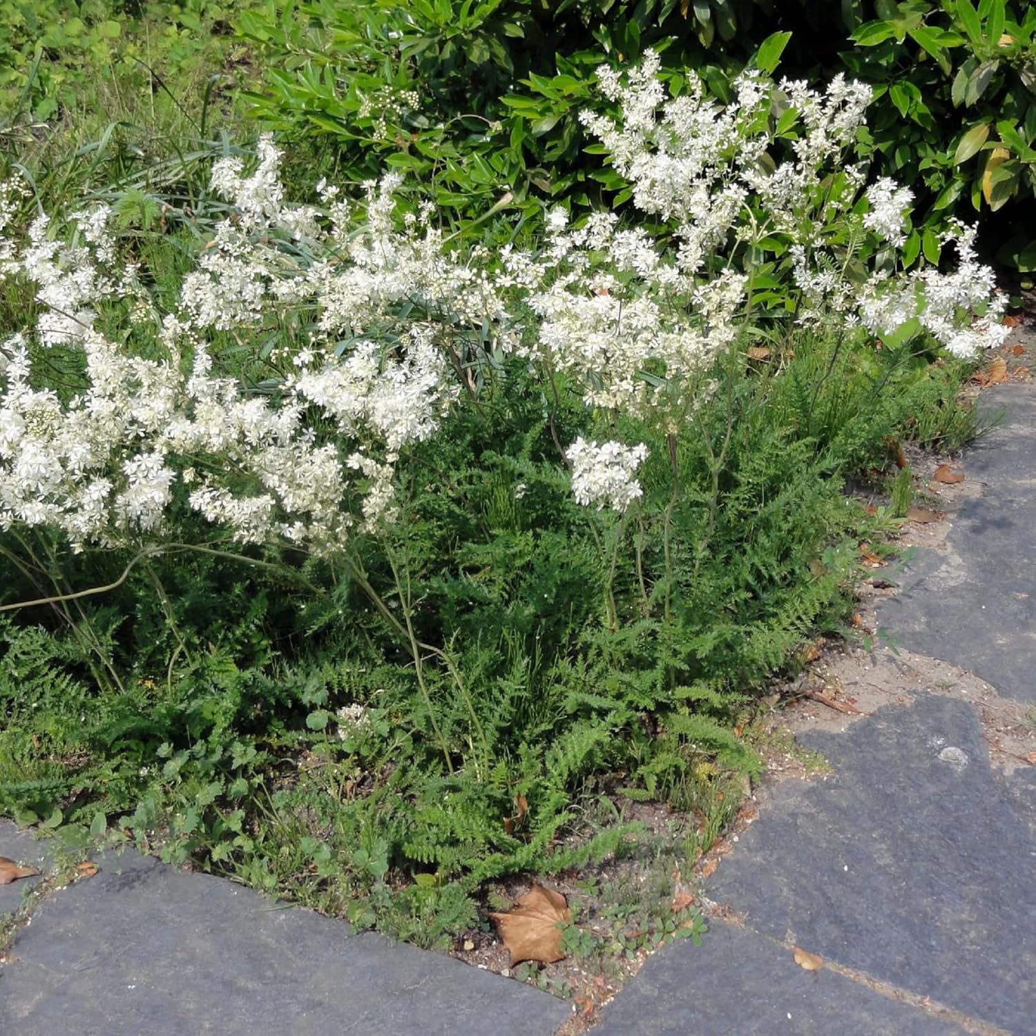 CHUXAY GARDEN 30 semillas Filipendula Vulgaris, Dropwort, Dropwort de hoja de helecho, hermosa planta con flores blancas hierba perenne planta de