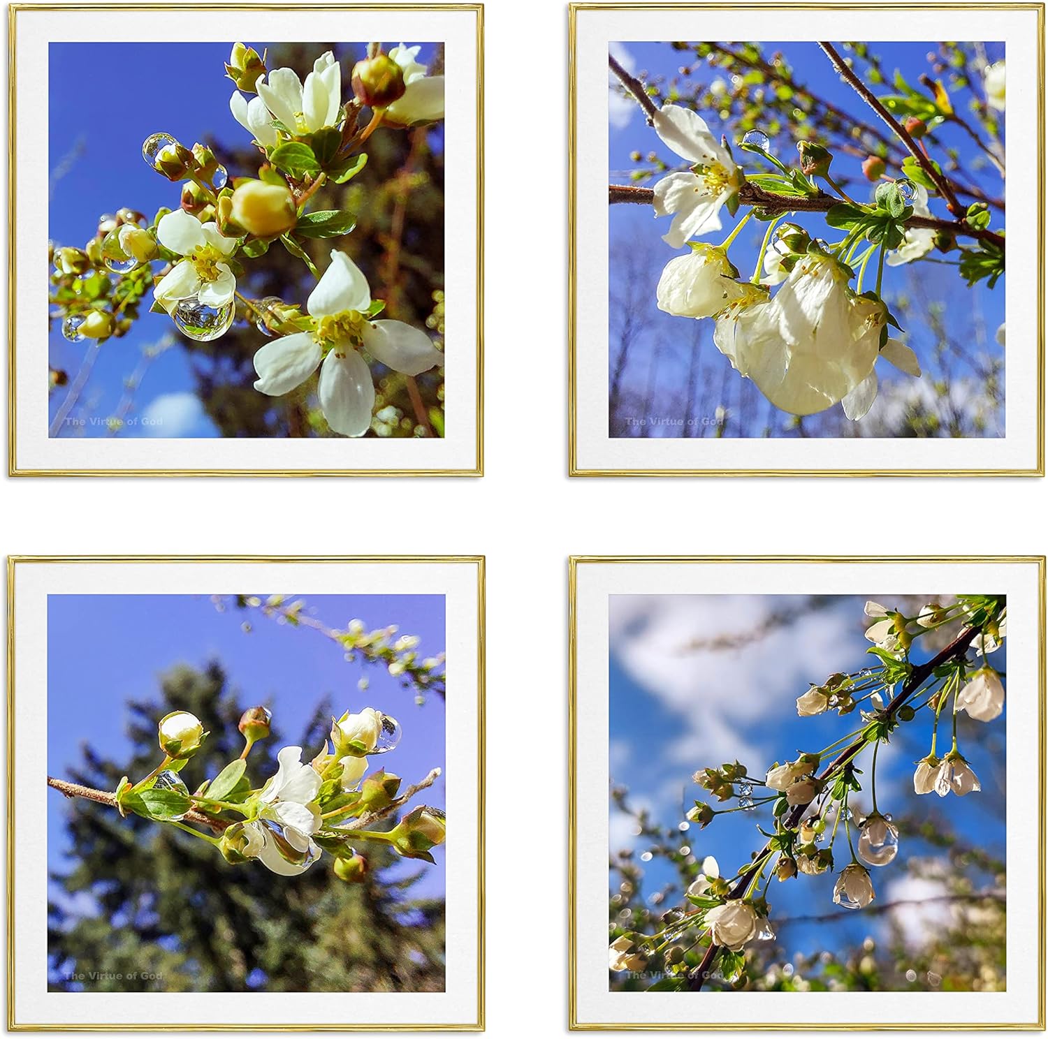 The Virtue of God Impresiones fotográficas, juego de 4 imágenes cuadradas de Spirea en primavera con las cuentas de lluvia, lienzo sin marco,
