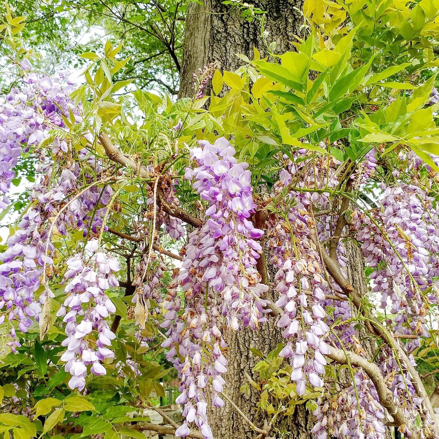 YEGAOL Garden – Semillas de glicina sinensis fragante trepador caducifolio atrae mariposas, ciervos, resistentes a la sequía, pérgolas, vallas para