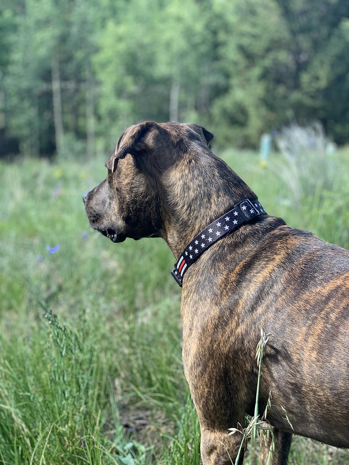 Collar de perro de línea roja fina – estrellas (grande)