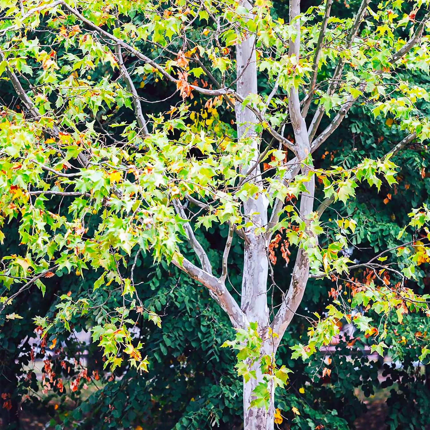 50 semillas de árbol de sicómoro americano de hoja caduca Platanus Occidentalis para jardín al aire libre por QAUZUY GARDEN