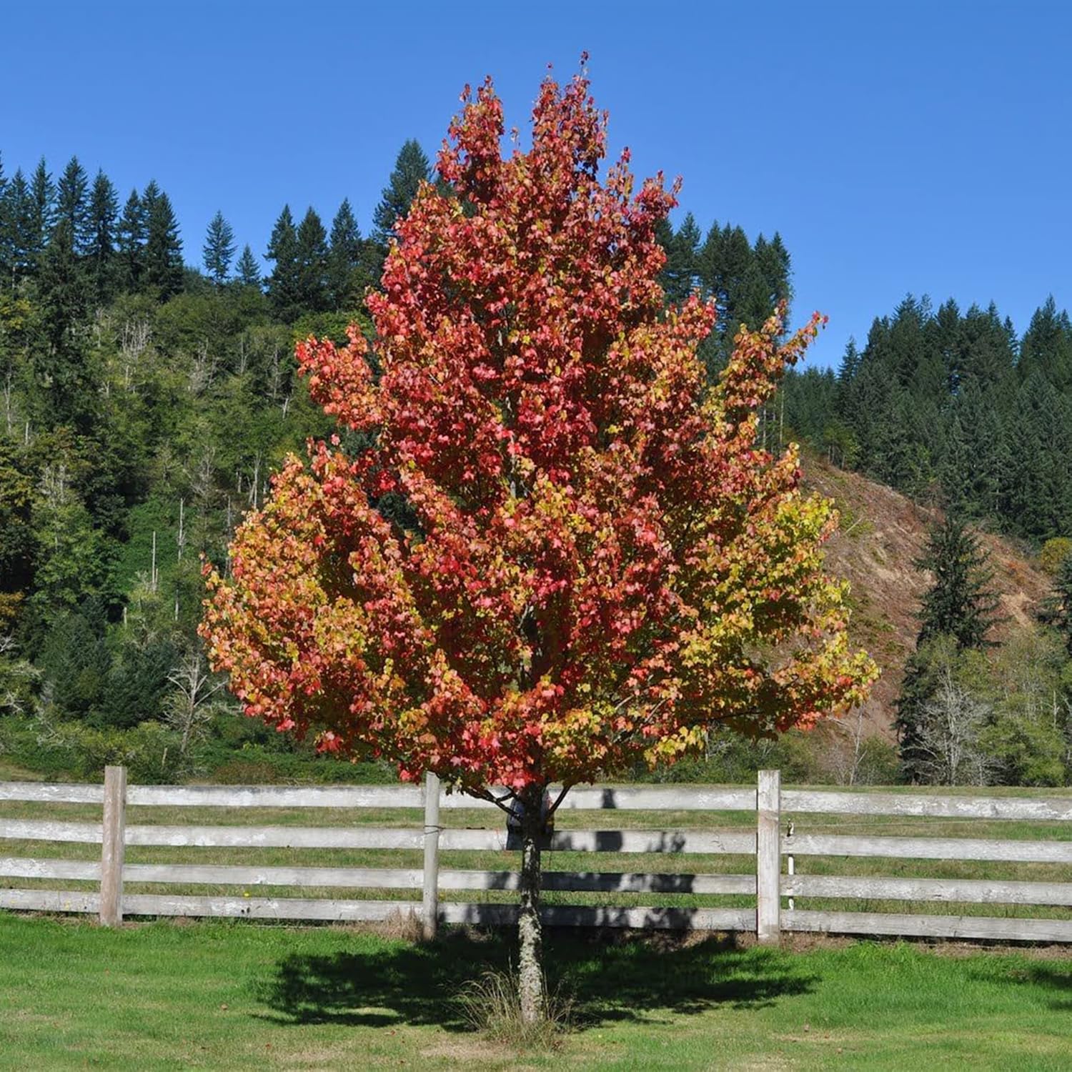 YEGAOL Garden – Semillas de árbol de arce rojo Acer Rubrum de bajo mantenimiento, fronteras ornamentales para exteriores, 120 semillas de árbol