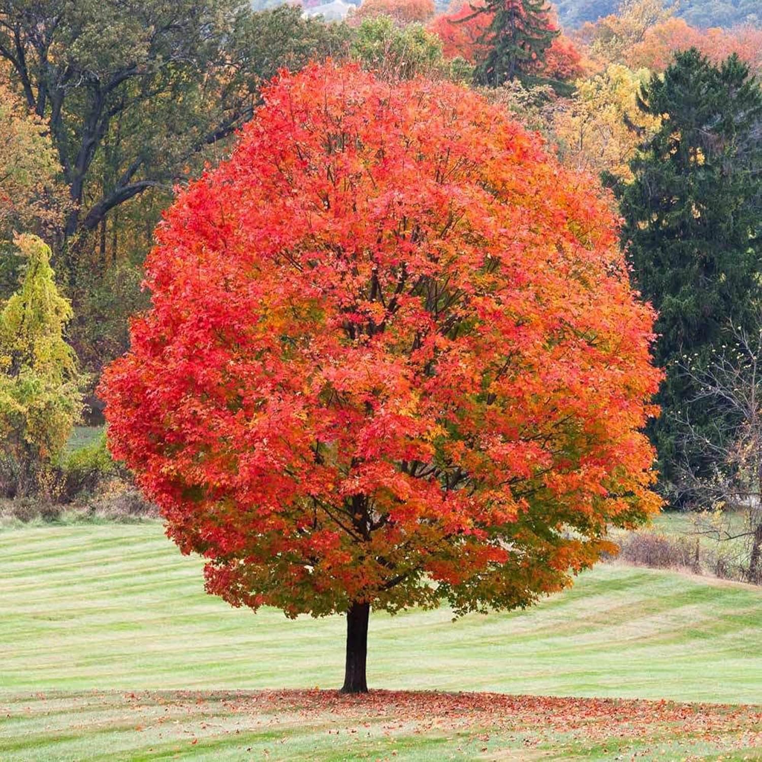 YEGAOL Garden – Semillas de árbol de arce rojo Acer Rubrum de bajo mantenimiento, fronteras ornamentales para exteriores, 120 semillas de árbol