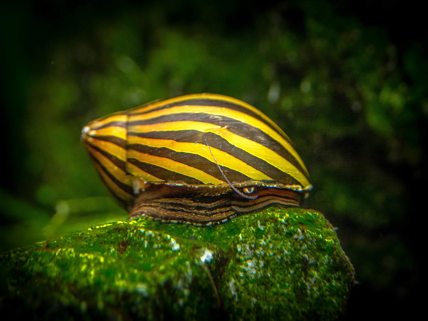 Aquatic Arts 3 caracoles neritas cebra vivos, filtro de sustrato más transparenteacuario, seguro en tanques de peces de agua dulce TetraGuppyBetta