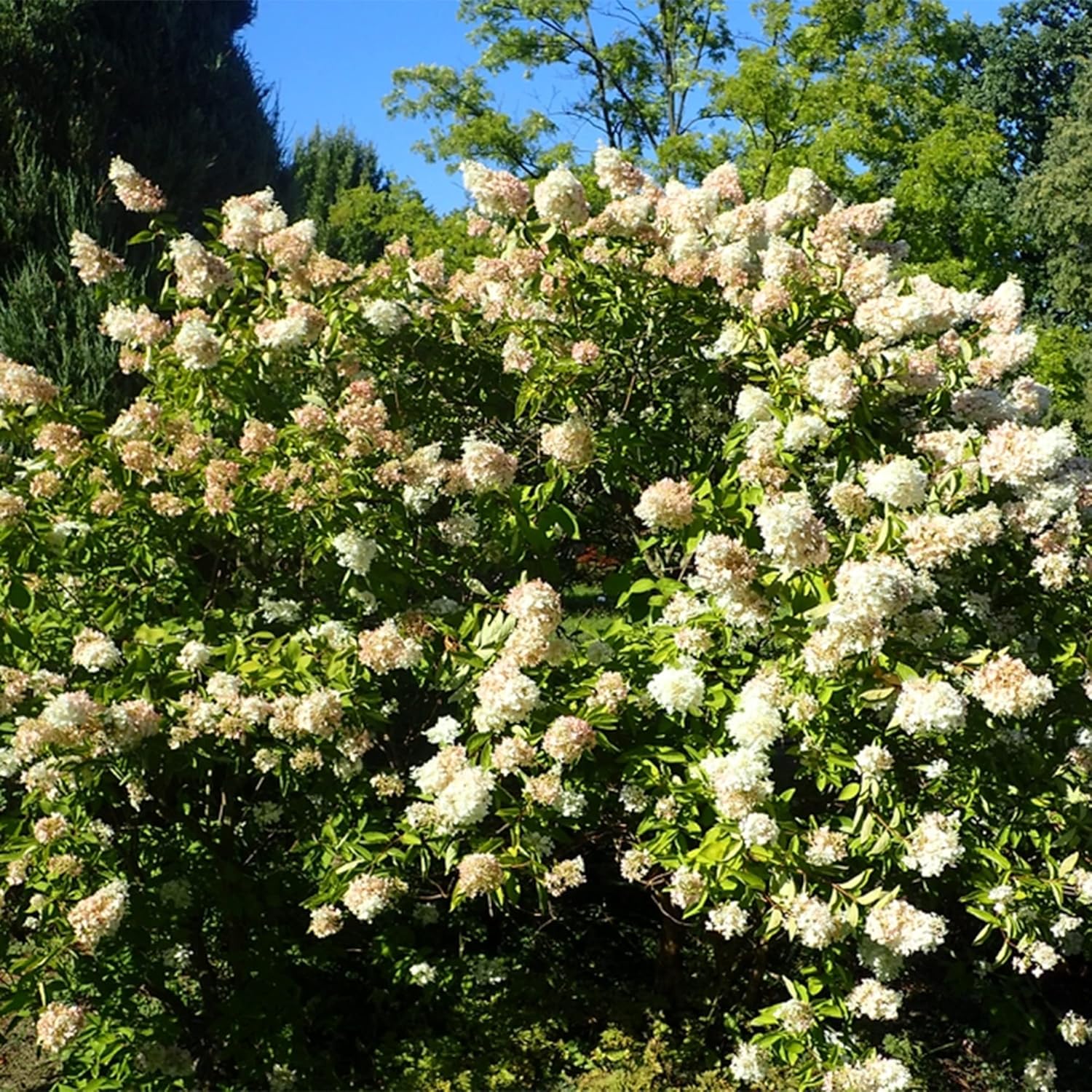 50 semillas de hortensias de hoja de roble (quercifolia de hortensia) arbustos de flores perennes – Resistente y tolerante a la sequía – Pantalla de