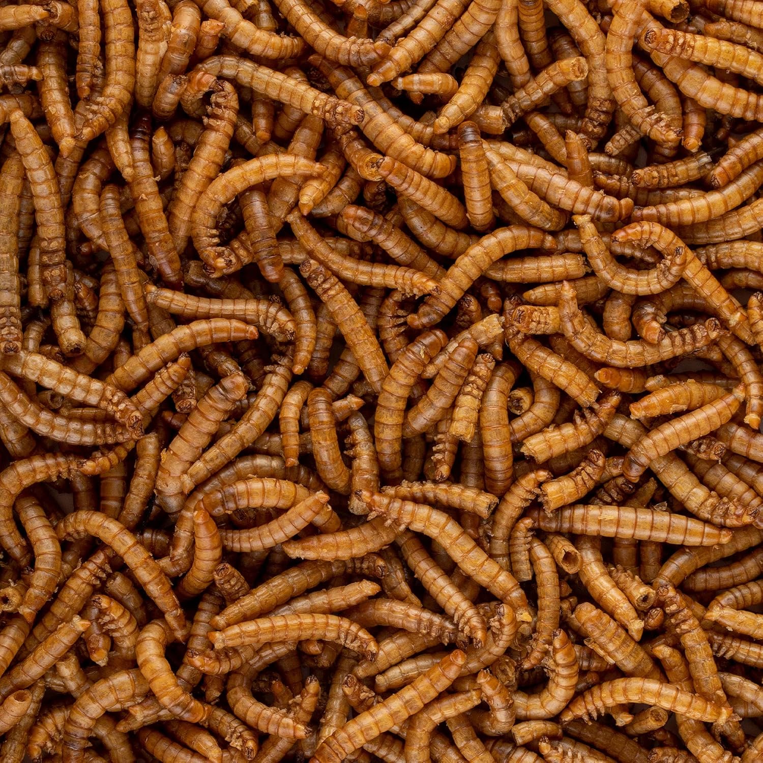 Insectivore Reptile Treat – Gusanos de harina de 0.95 onzas (0.95 oz)