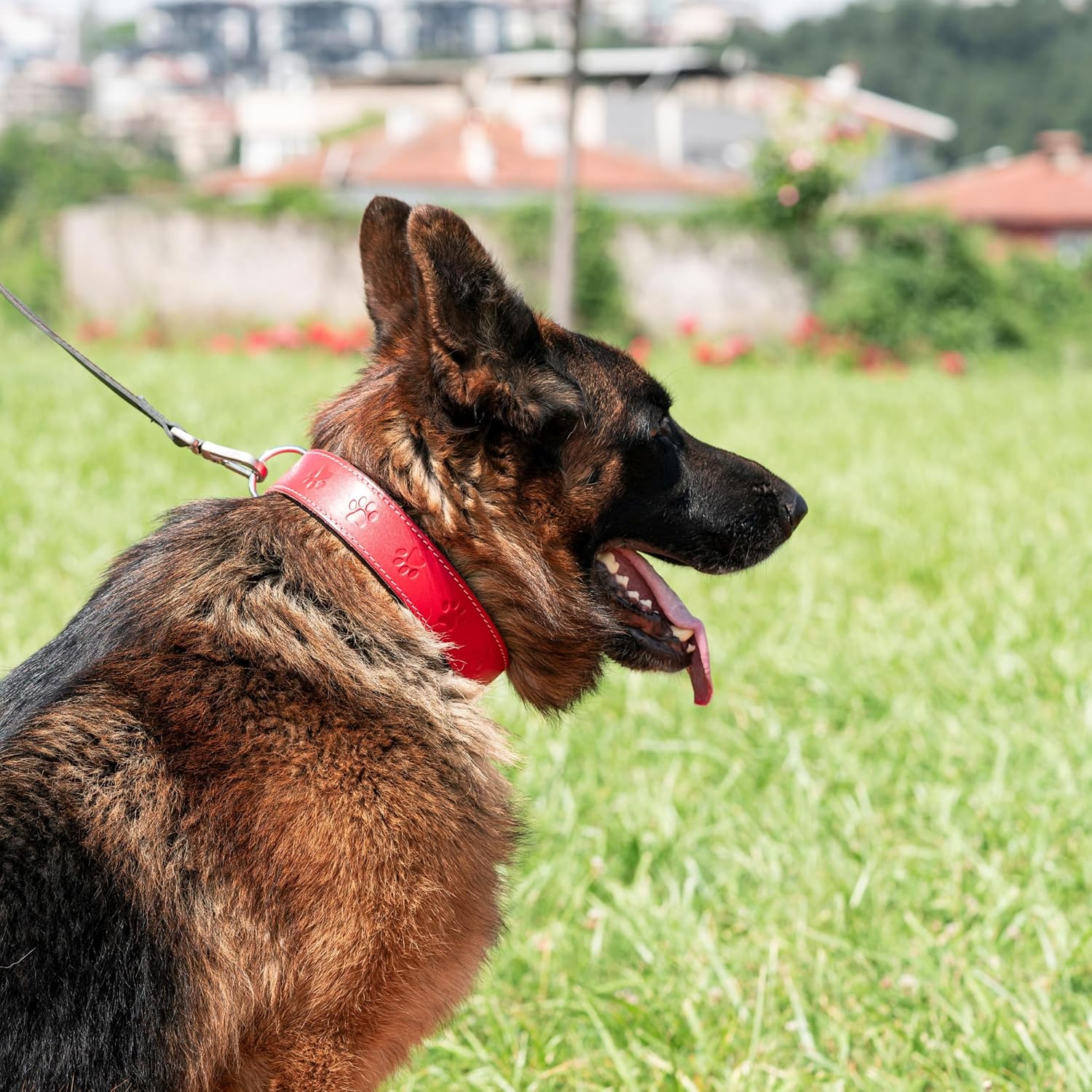 Filbert Collar de cuero plano para perro con hebilla para perros grandes, medianos y perros pequeños, collar de cuero genuino para perros, collar de