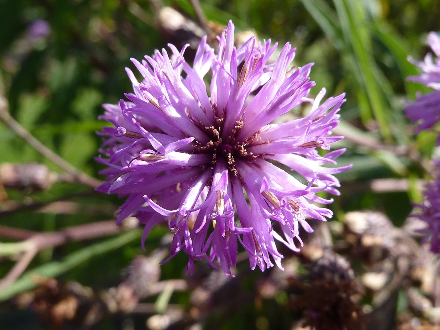 100 semillas de Missouri Ironweed Monarch Flower Native Purple Vernonia Missurica Seeds