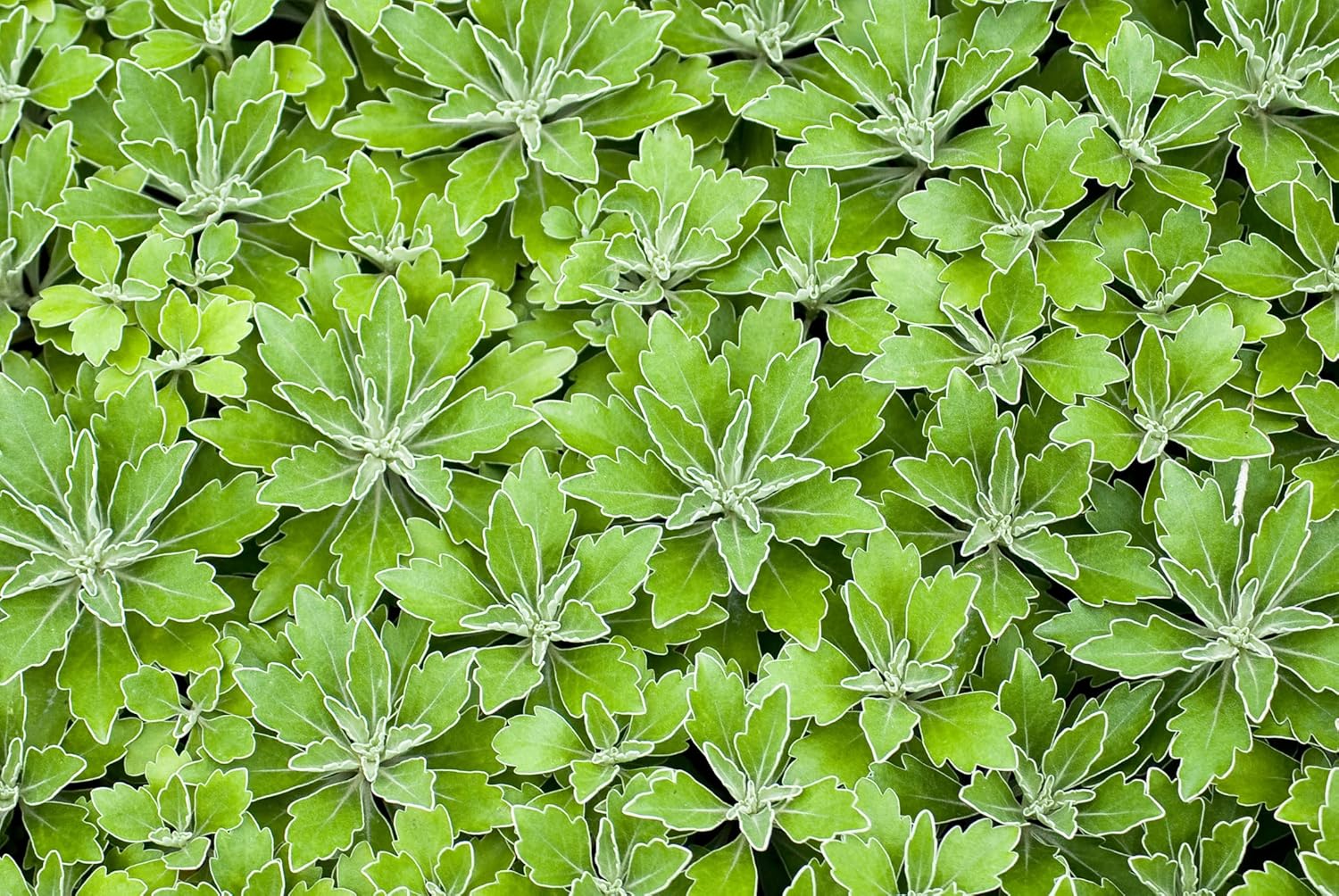 Lambsquarters, Lamb’s Quarters Semillas para plantar (100 semillas) – Álbum Chenopodium – Lamb’s Quarters