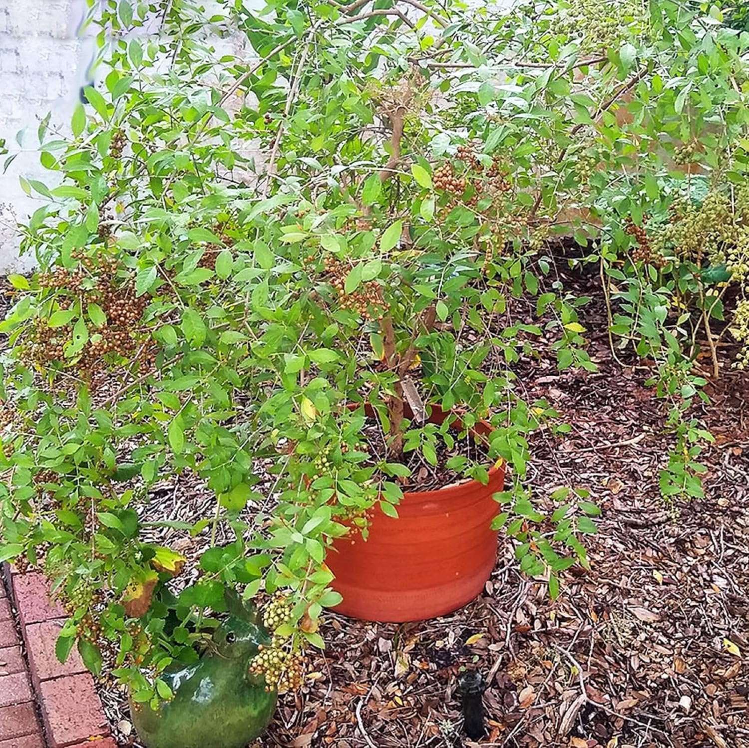 CHUXAY GARDEN Semillas de henna Lawsonia Inermis para plantar al aire libre, Privet egipcio, 20 semillas, sorprendente planta de paisajismo rara,