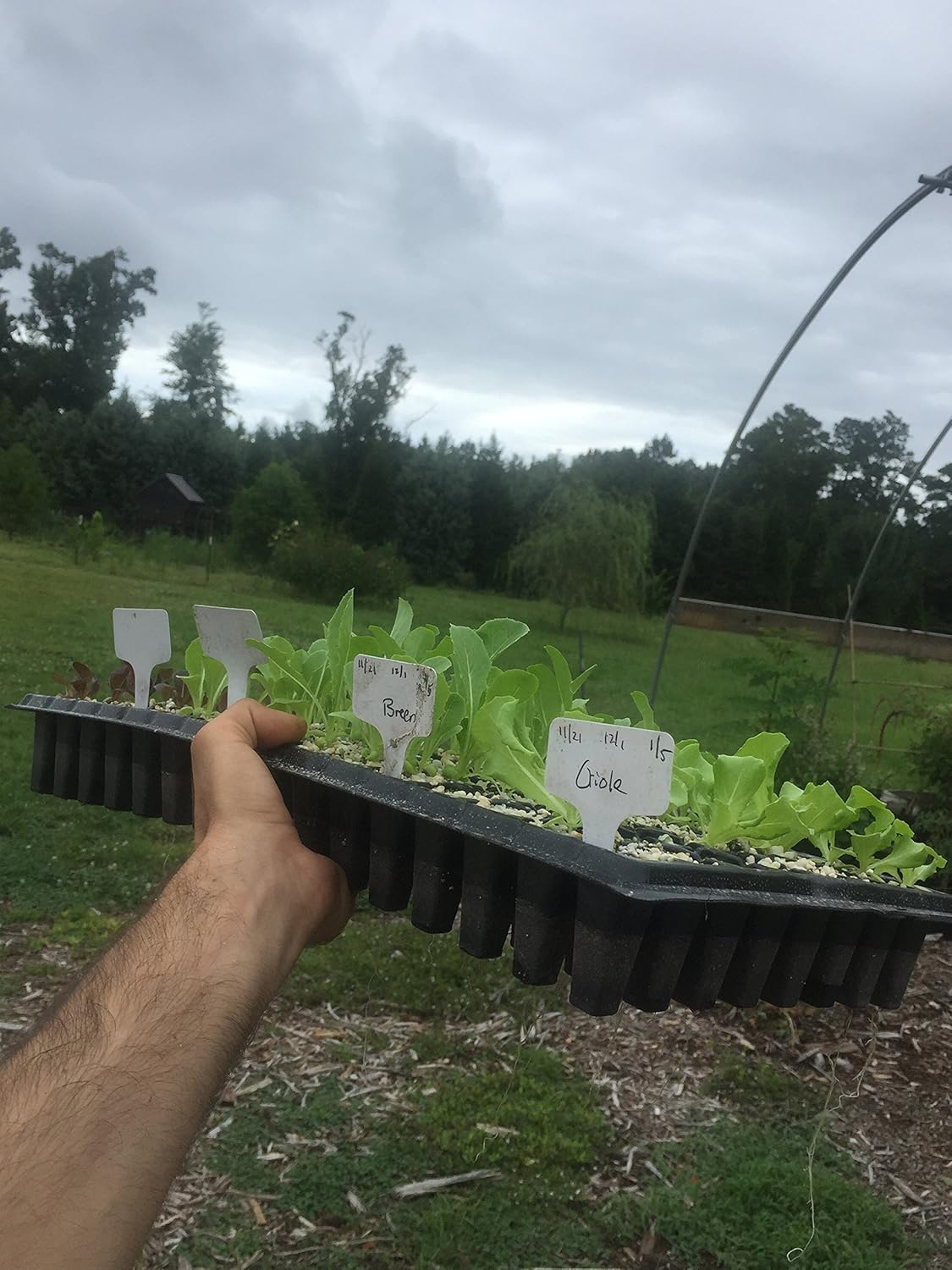 Bootstrap Farmer Bandeja de plántulas de 128 celdas, extra fuerte, paquete de 5 bandejas de cultivo de semillas para iniciar la propagación de