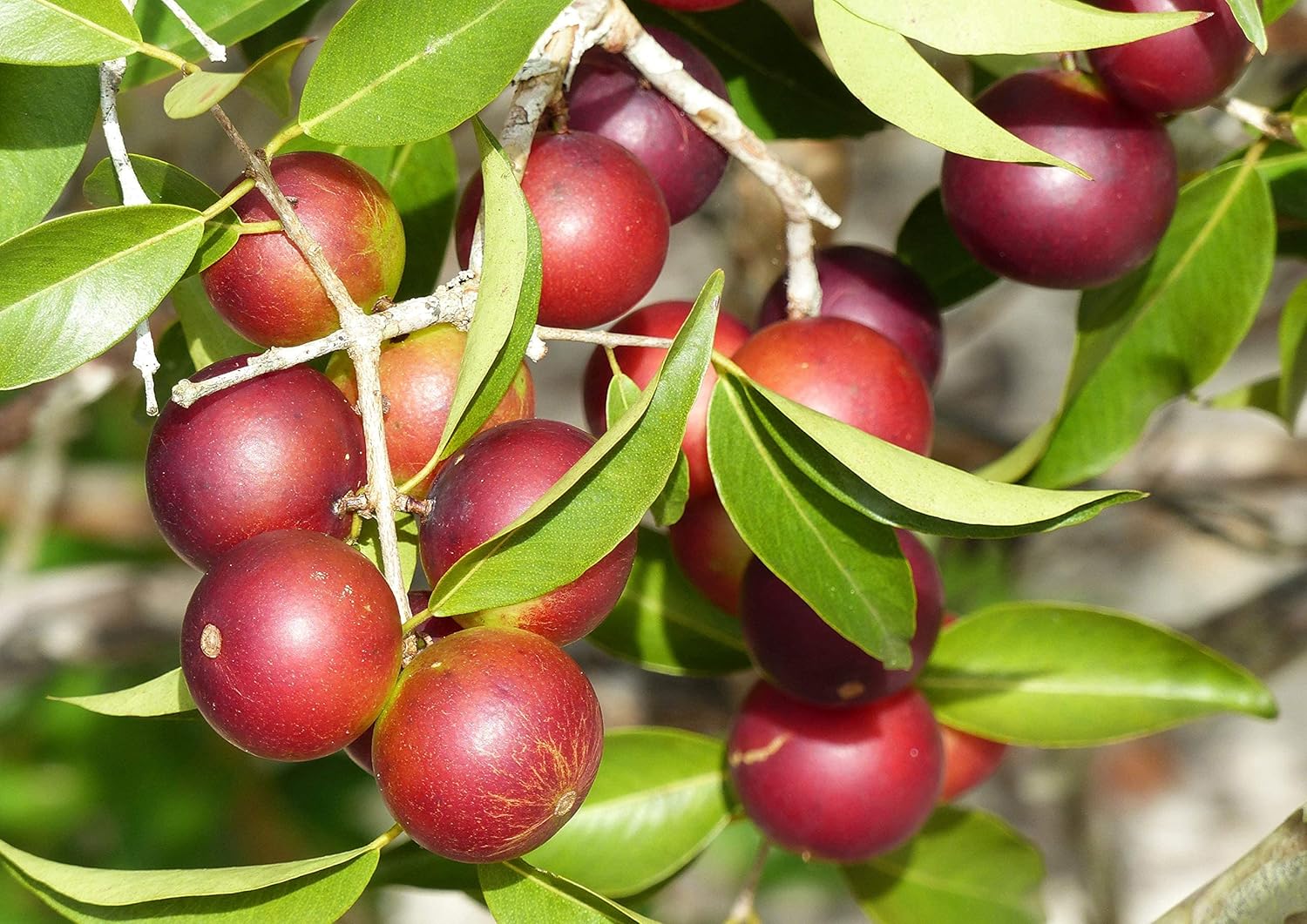 Food to Live Camu Camu Camu en polvo orgánico, 2 libras, sin OMG, Kosher, crudo, vegano, a granel, no irradiado, puro, ideal para hornear, bebidas y