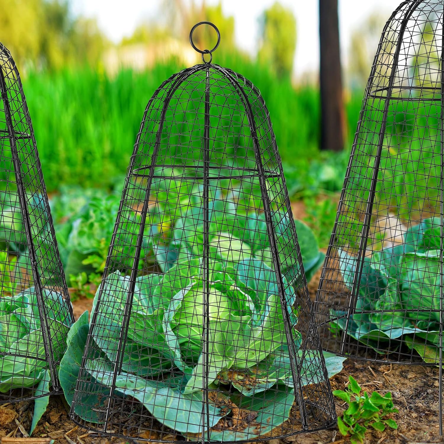 Paquete de 8 Cloche de alambre de pollo de jardín de 12 x 20 pulgadas, alambre de metal, protector de plantas de alambre grande, jaulas de tomate,