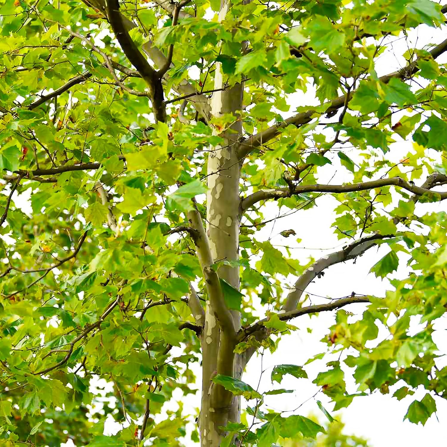 50 semillas de árbol de sicómoro americano de hoja caduca Platanus Occidentalis para jardín al aire libre por QAUZUY GARDEN