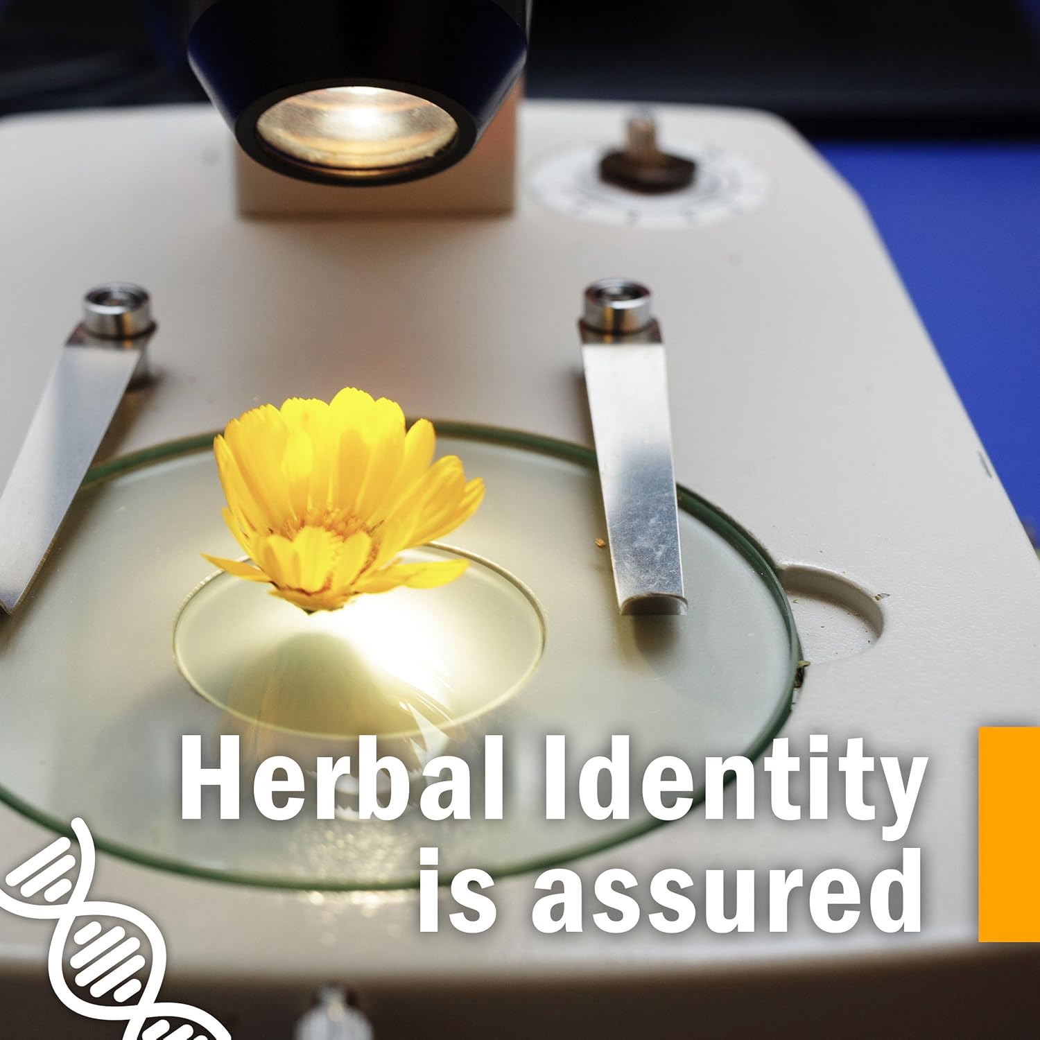 Herb Pharm Extracto líquido orgánico certificado Skullcap para apoyo del sistema nervioso, glicerita sin alcohol, 4 onzas