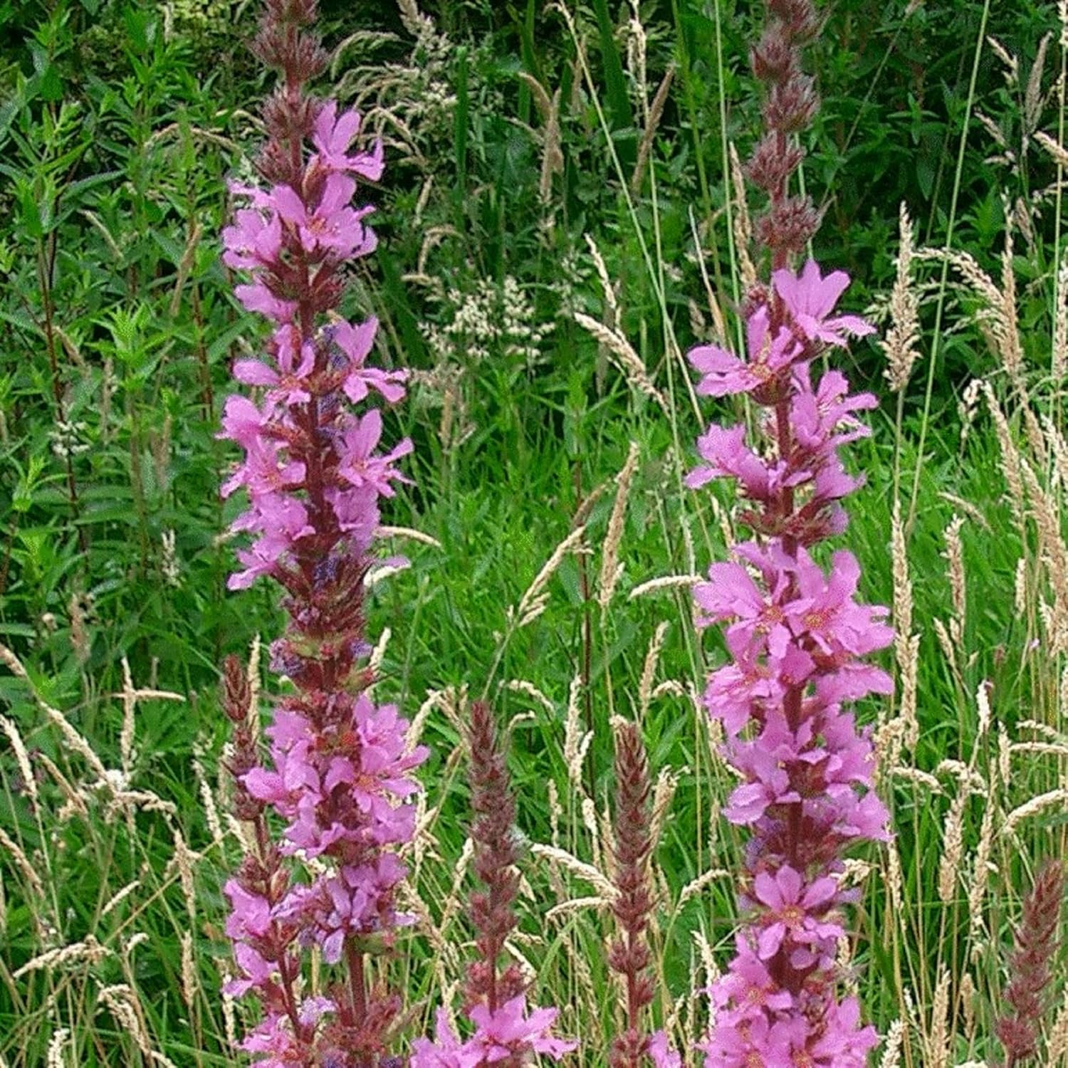CHUXAY GARDEN Lythrum Salicaria-Purple Loosestrife,Lentrife morada,Purple Lythrum 10 semillas Lythrum Rosy Gem Wildflower Perenne Floración para