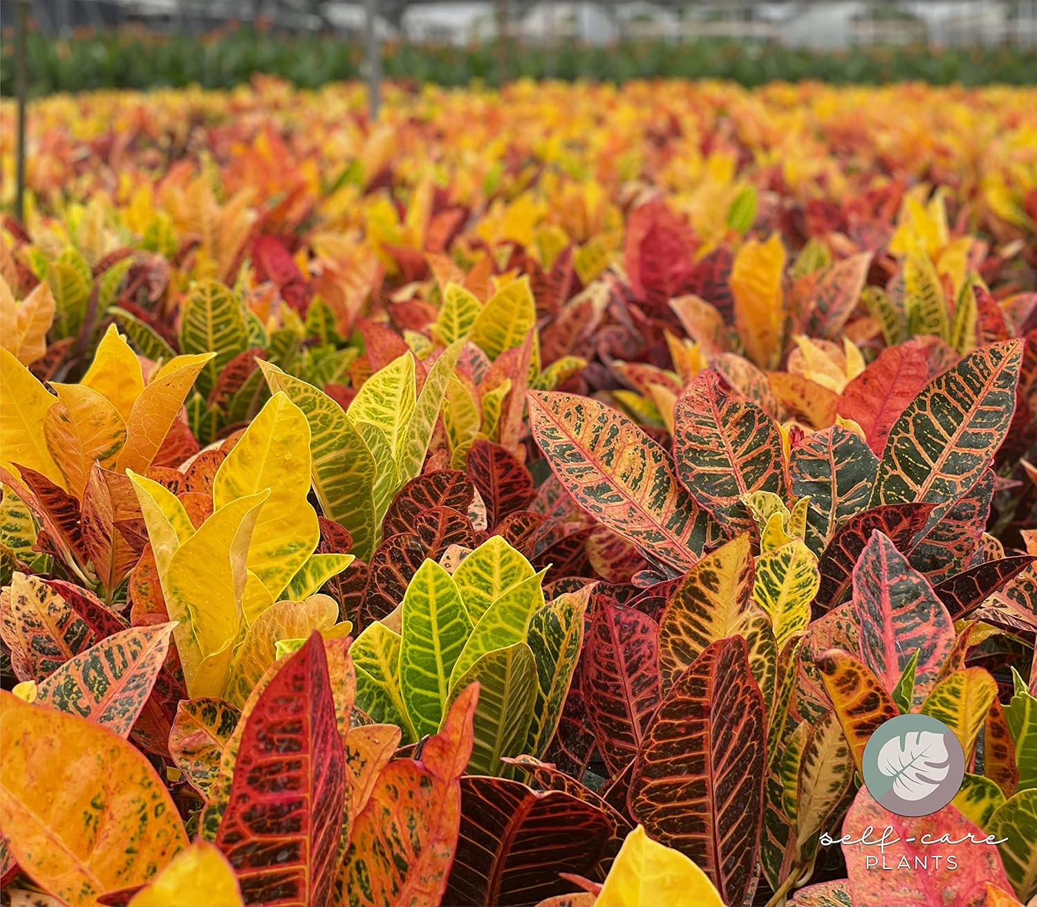 Nature’s Way Farms Croton Petra – Planta viva (18-24 pulgadas de alto) en maceta de cultivo
