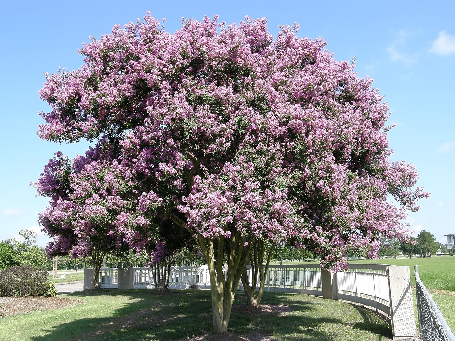 Crape Myrtle Muskogee  10 plantas vivas  Lagerstroemia Indica  Hermoso árbol floreciente de lavanda de bajo mantenimiento