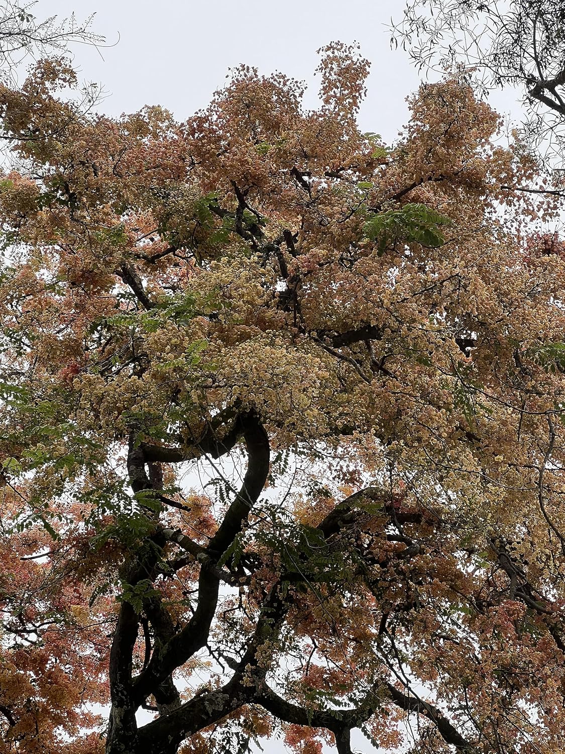 Semillas de árbol de ducha híbridas limitadas extremadamente raras (color impresionante!)