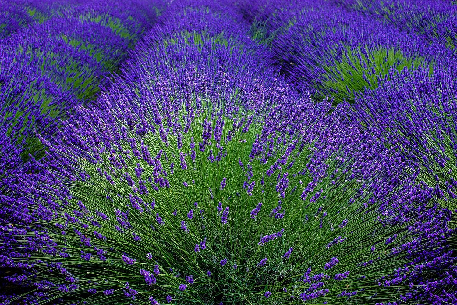 Lavender of Provence tin of organic premium culinary cooking edible flower buds