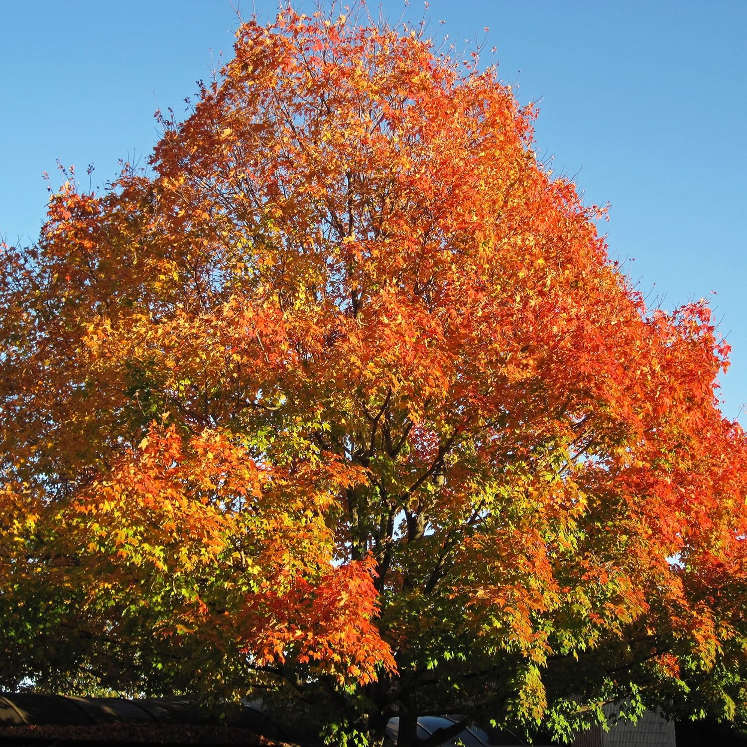 YEGAOL Garden – Semillas de arce azucarado Acer Saccharum Deciduou, árbol ornamental popular en paisajismo al aire libre, 20 semillas de árbol