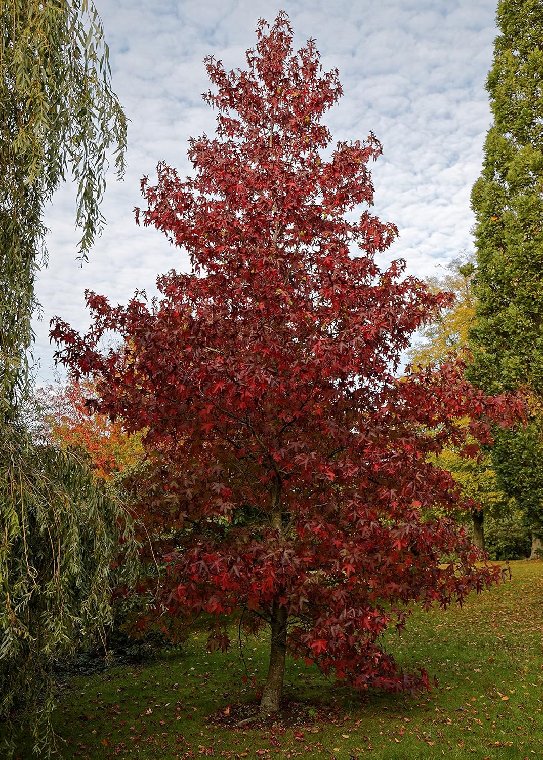 American Sweetgum  Plántula de árbol pequeño  The Jonsteen Company