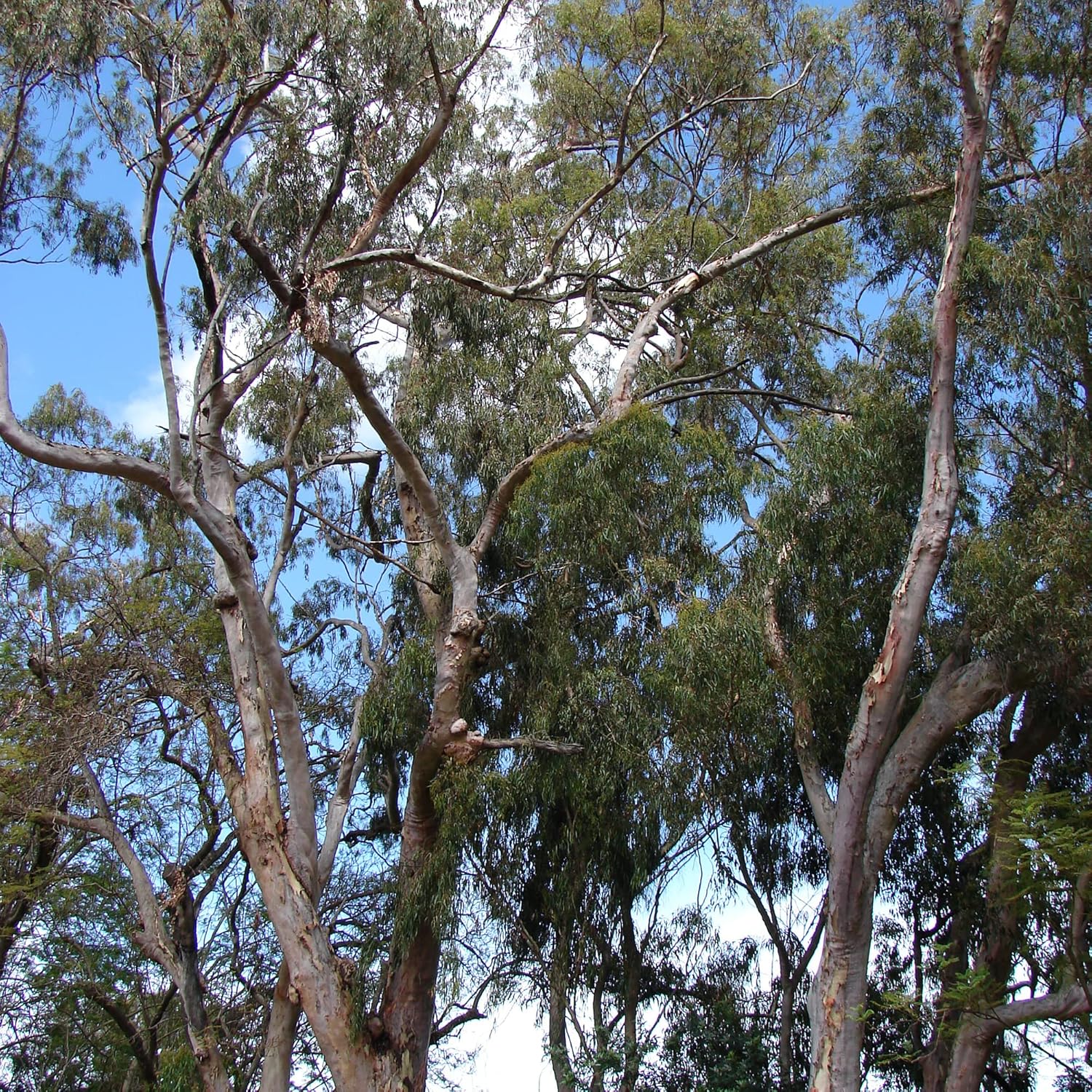 YEGAOL Garden – Semillas de Citriodora de Corymbia – Goma de mascar perfumada con aroma a limón, tolerante a la sequía, fácil de cultivar y cuidar,