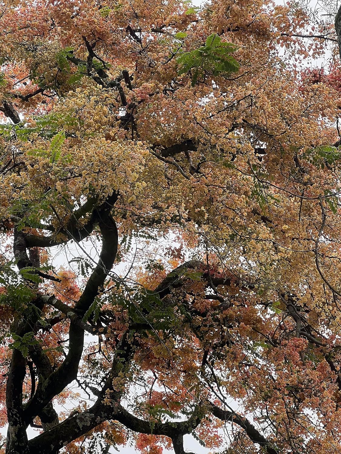 Semillas de árbol de ducha híbridas limitadas extremadamente raras (color impresionante!)