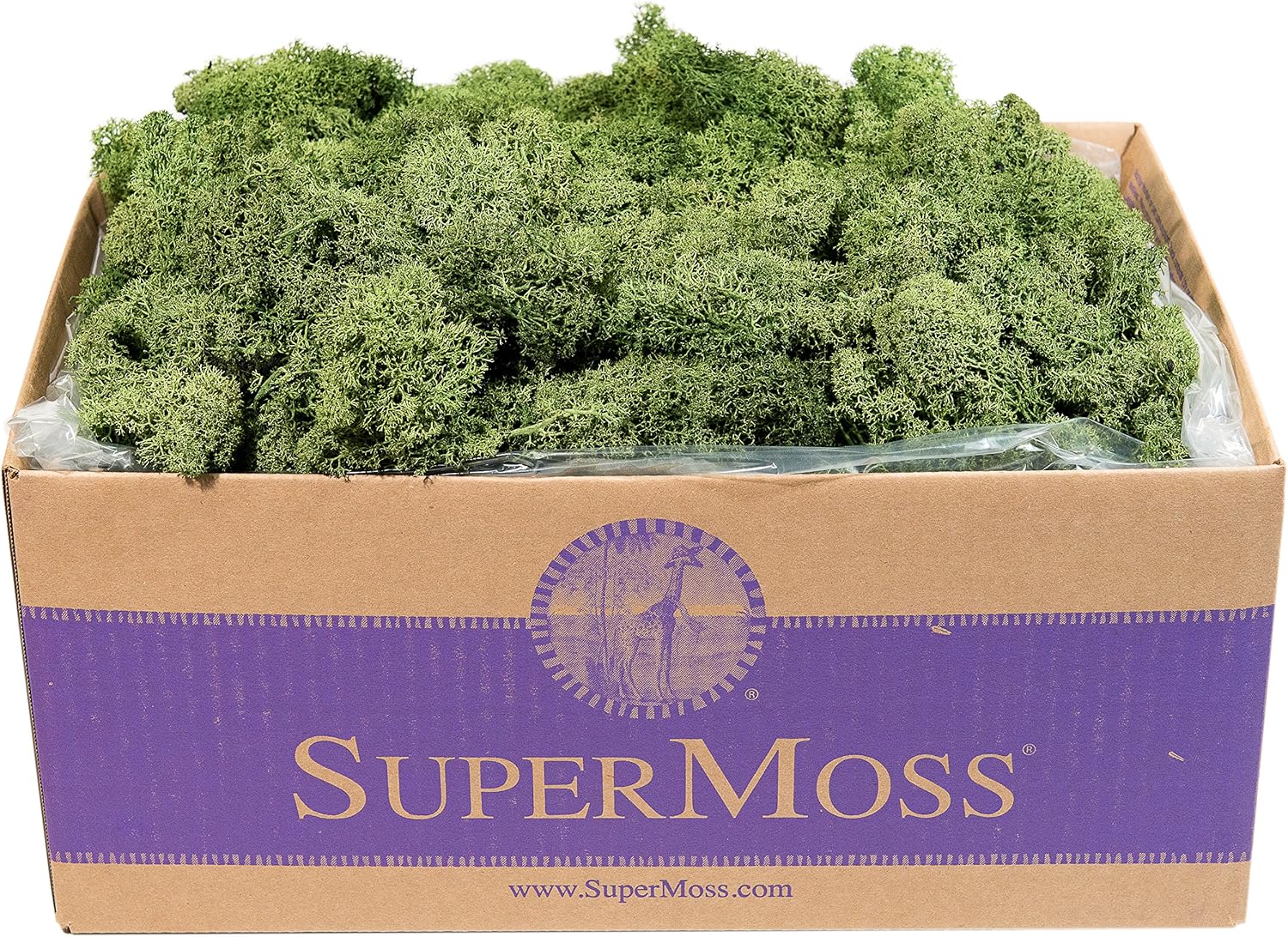 SuperMoss 25155 Musgo de renos preservado B01C5RTUIS, 3 libras, albahaca