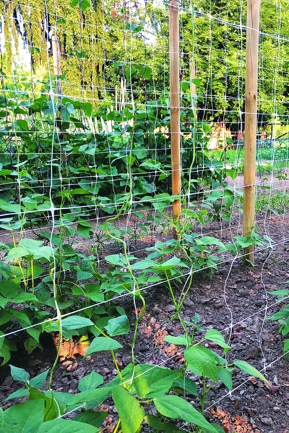 Tenax Hortonova Plant Trellis Net Lm, 67 pulgadas x 328 pies, color blanco